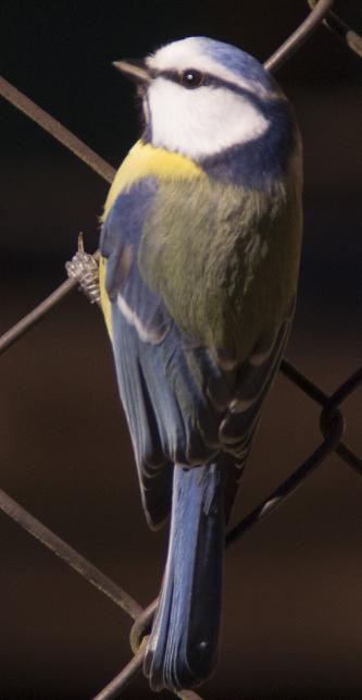 Mésange bleue (Parus caeruleus)