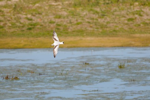 Mouette pygmée - Hydrocoloeus minutus - immature