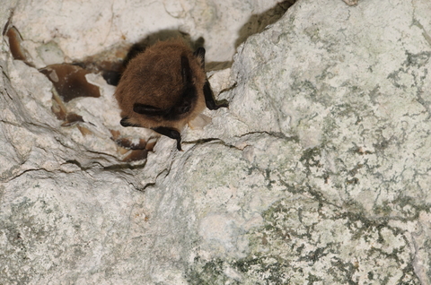 Murin à moustaches (Myotis mystacinus) - hibernation