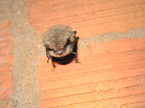 Murin à moustaches (Myotis mystacinus) - hibernation