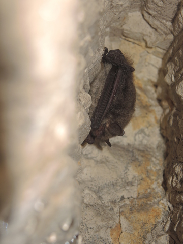 Murin d'Alcathoe (Myotis alcathoe) - hibernation