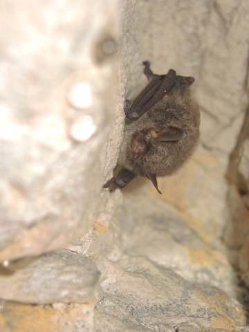 Murin d'Alcathoe (Myotis alcathoe) - hibernation