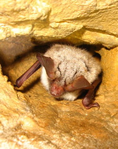 Murin de Bechstein (Myotis bechsteinii) - hibernation