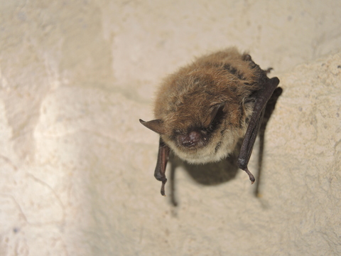 Murin de Brandt (Myotis brandtii) - hibernation