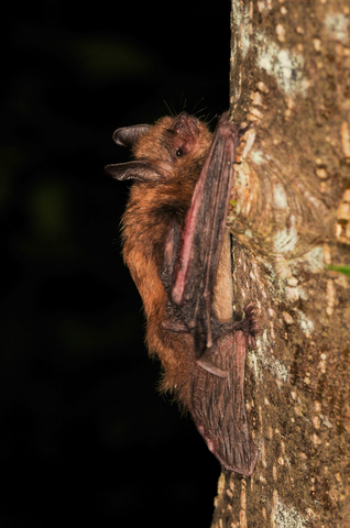 Murin de Brandt (Myotis brandtii)