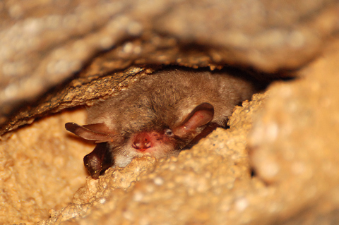 Murin de Natterer (Myotis nattereri) - hibernation