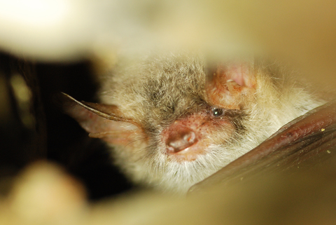 Murin de Natterer (Myotis nattereri) - pont