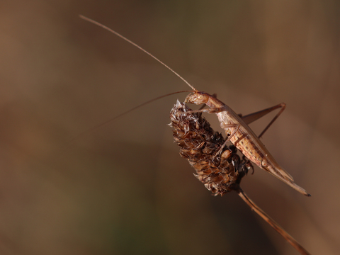 Oecanthus pellucens (F)