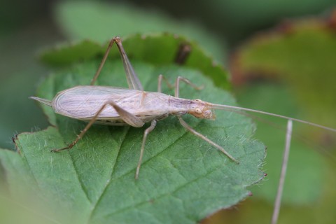 Oecanthus pellucens