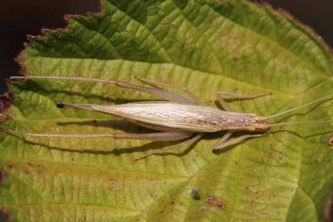 Oecanthus pellucens