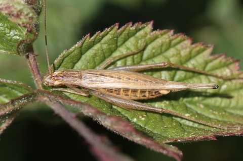 Oecanthus pellucens