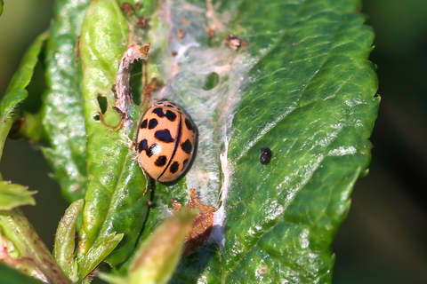 Oenopia conglobata, la Coccinelle à zigzag ou Coccinelle rose