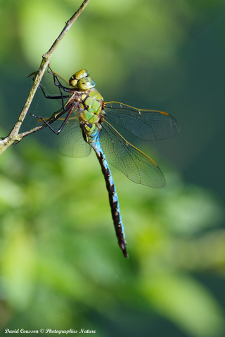 Anax empereur - Anax imperator