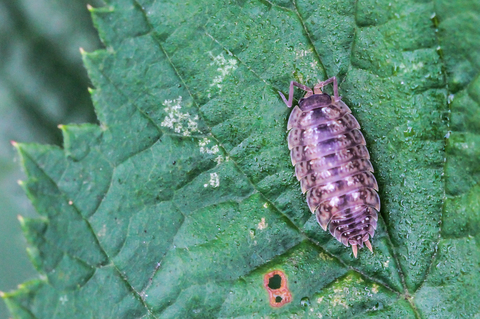 Oniscus asellus, l'Aselle des murs