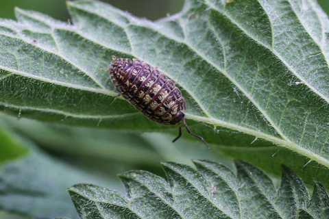 Oniscus asellus, l'Aselle des murs