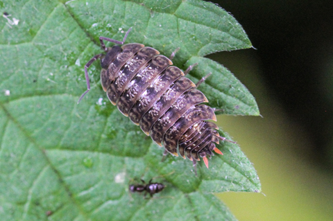 Oniscus asellus, le Cloporte commun