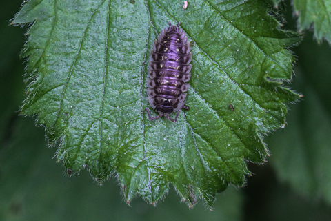 Oniscus asellus, le Cloporte commun