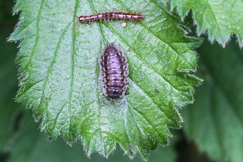 Oniscus asellus + Lithobius sp.