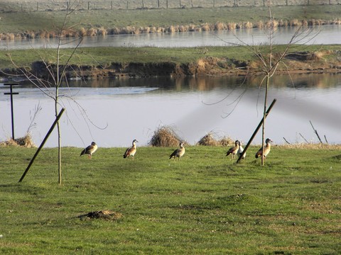 Ouette d'Egypte - Alopochen aegyptiacus