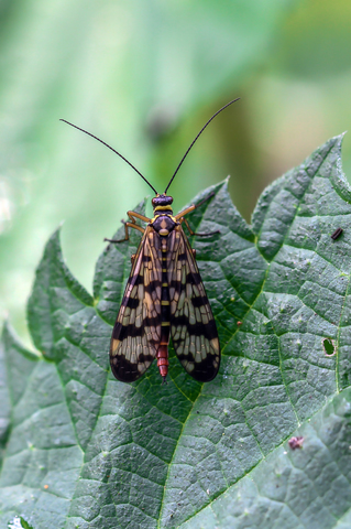 Panorpa vulgaris