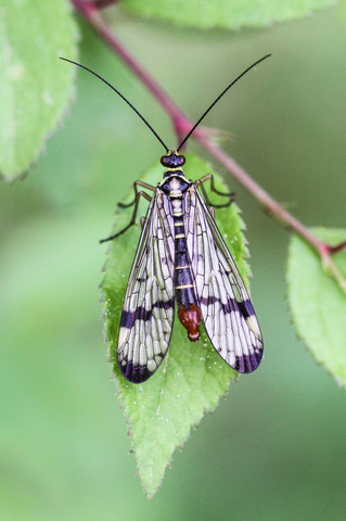 Panorpa vulgaris