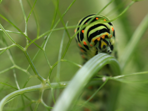Papilio machaon - Chenille sur fenouil sauvage
