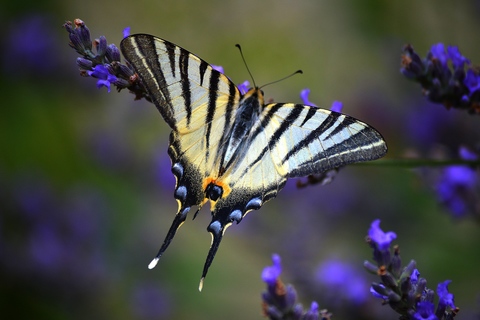 Papillon sur lavande