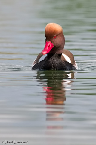 Nette rousse - Netta rufina