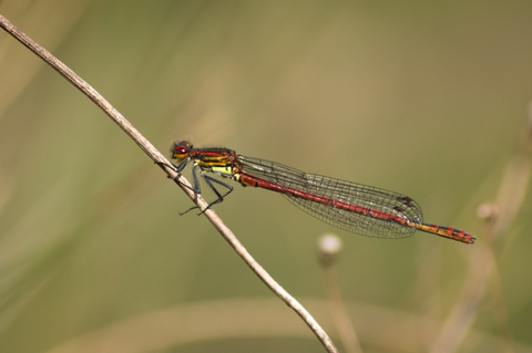 Petite nymphe au corps de feu (Pyrrhosoma nymphula)