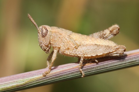 Pezotettix giornae