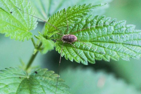 Phalangium opilio