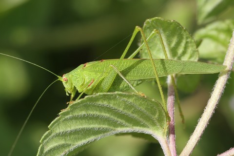 Phaneroptera nana