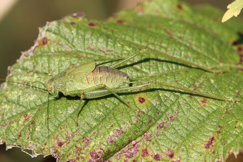 Phaneroptera nana