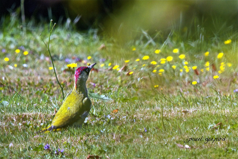 Pic vert - Picus viridis