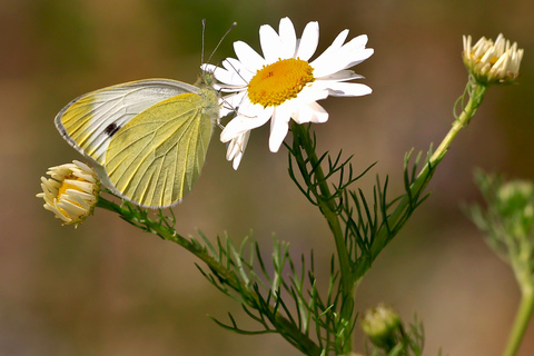 Pieris mannii