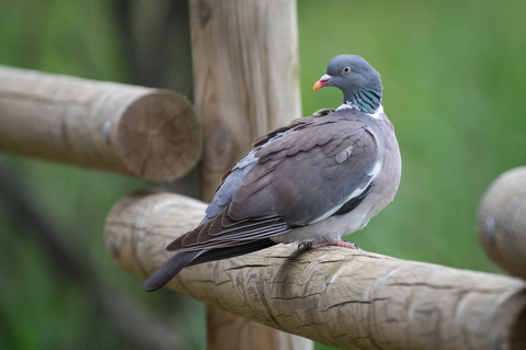 Pigeon ramier - (Columba palumbus)