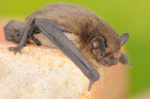 Pipistrelle commune (Pipistrellus pipistrellus)