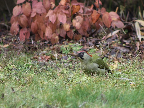 pivert dans le jardin