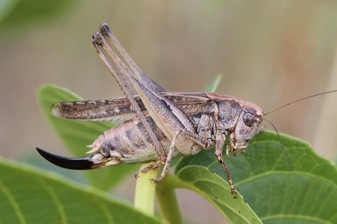 Platycleis albopunctata