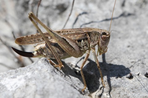 Platycleis albopunctata