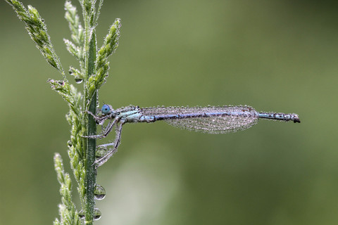 Platycnemis pennipes, l' Agrion à larges pattes