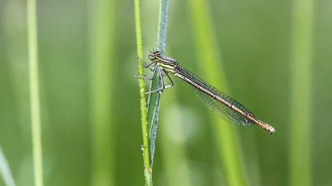 Platycnemis pennipes, l' Agrion à larges pattes