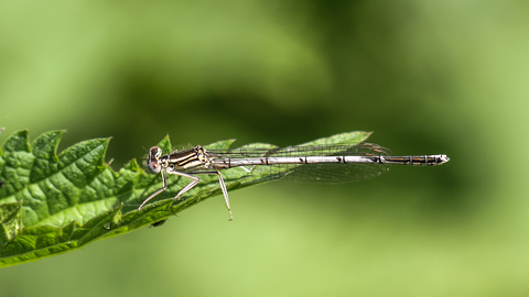 Platycnemis pennipes, le Pennipatte bleuâtre ou l'Agrion à larges pattes