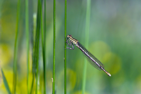 Platycnemis pennipes
