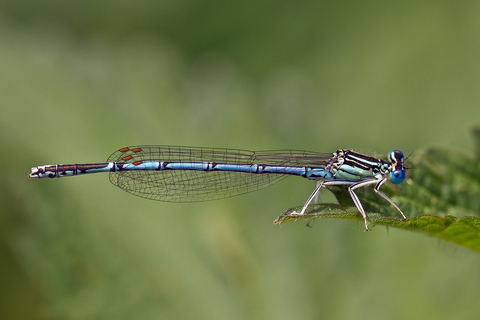 Platycnemis pennipes