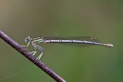 Platycnemis pennipes