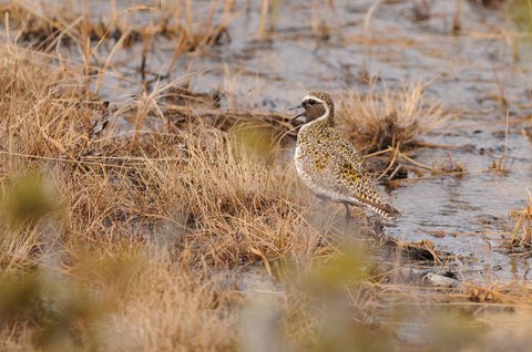 Pluvier doré - Pluvialis apricaria - plumage nuptial
