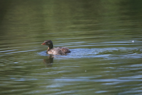 POUSSIN DE POULE D'EAU