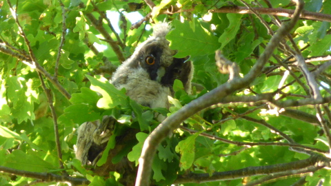 poussin hibou moyen duc sorti du nid