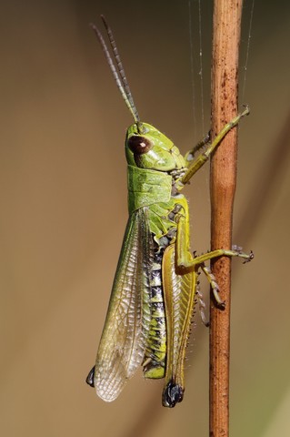 Pseudochorthippus montanus